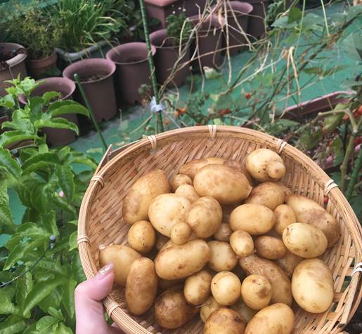 じゃがいもの収獲と 植え替え前のゴキブリ対策 プランター菜園をやってみよう 会社の屋上 で 収穫を目指す 会社員の熱き戦い じゃがいもの収獲と 植え替え前のゴキブリ対策 プランター菜園をやってみよう 会社の屋上 で 収穫を目指す 会社員の熱き戦い