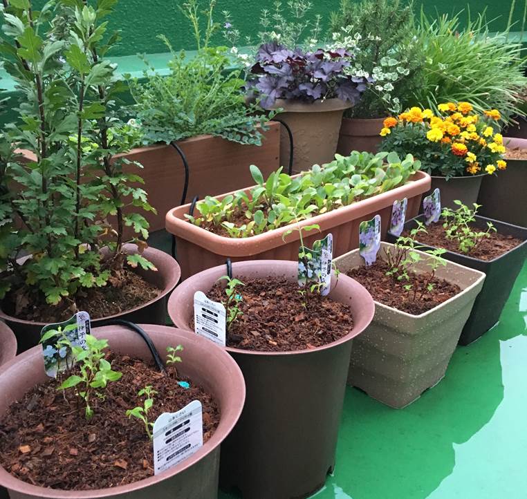 意外と簡単！ヤマアジサイの植え付けと管理。 : プランター菜園をやっ