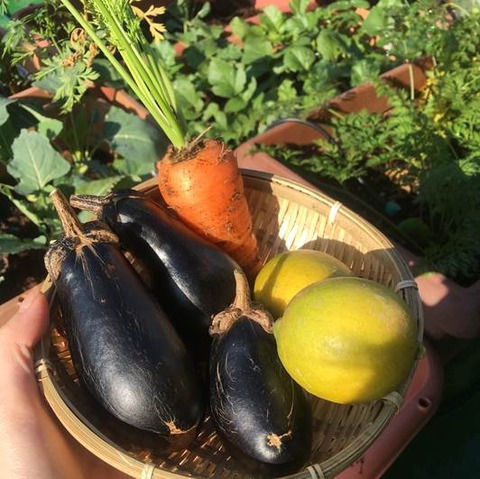 11月後半の収穫野菜