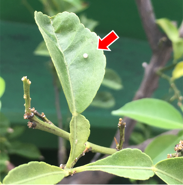 レモンやミカンの葉に謎の模様を見かけたら プランター菜園をやってみよう 会社の屋上 で 収穫を目指す 会社員の熱き戦い レモンやミカンの葉に謎の模様を見かけたら プランター菜園をやってみよう 会社の屋上 で 収穫を目指す 会社員の熱き戦い