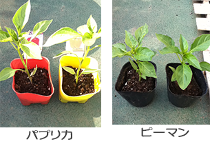 トマト パプリカ ピーマンの植え付け プランター菜園をやってみよう 会社の屋上 で 収穫を目指す 会社員の熱き戦い トマト パプリカ ピーマンの植え付け プランター菜園をやってみよう 会社の屋上 で 収穫を目指す 会社員の熱き戦い