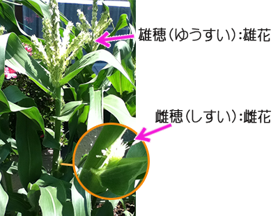 とうもろこしの穂 スイカ メロンのチェック プランター菜園をやってみよう 会社の屋上 で 収穫を目指す 会社員の熱き戦い