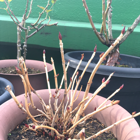 アジサイ新芽