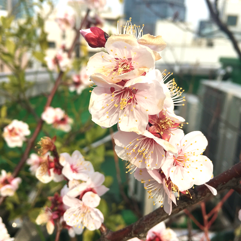 梅の花