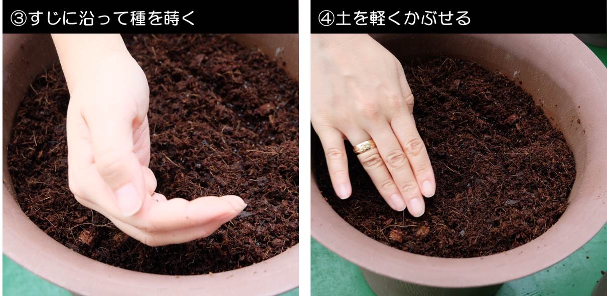 サラダ水菜の種まき プランター菜園をやってみよう 会社の屋上 で 収穫を目指す 会社員の熱き戦い サラダ水菜の種まき プランター菜園をやってみよう 会社の屋上 で 収穫を目指す 会社員の熱き戦い