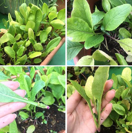 やさお酢 で大葉が大量収穫 うどんparty プランター菜園をやってみよう 会社の屋上 で 収穫を目指す 会社員の熱き戦い