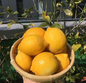 収穫したレモンでレモネードとレモンスカッシュ プランター菜園をやってみよう 会社の屋上 で 収穫を目指す 会社員の熱き戦い