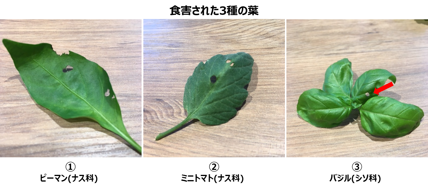 ピーマンの葉を食べる虫の正体は プランター菜園をやってみよう 会社の屋上 で 収穫を目指す 会社員の熱き戦い ピーマンの葉を食べる虫の正体は プランター菜園をやってみよう 会社の屋上 で 収穫を目指す 会社員の熱き戦い