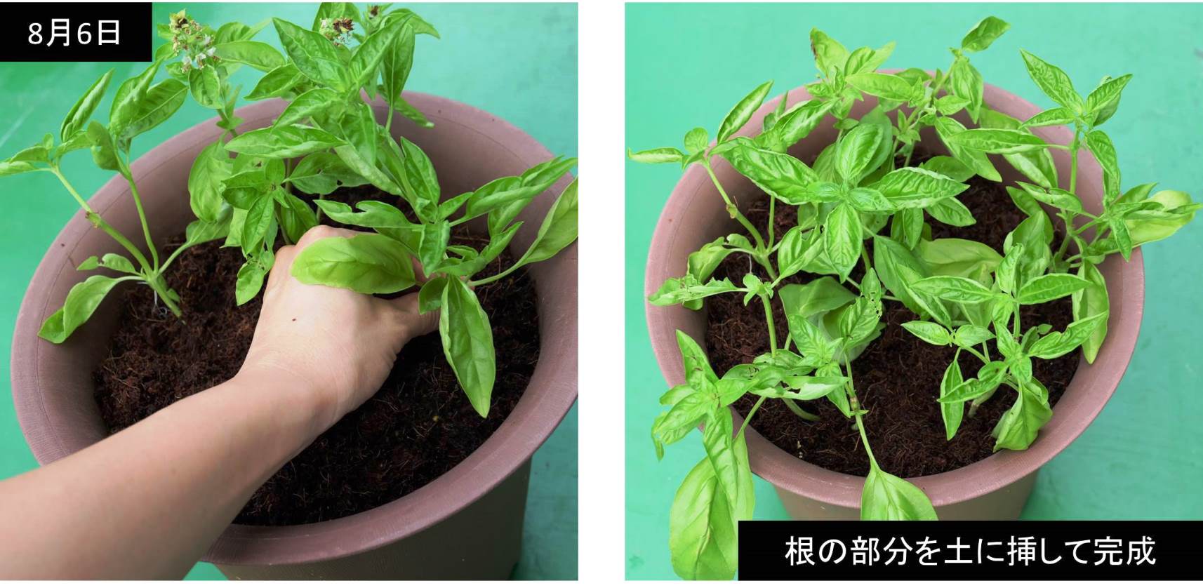 バジルを挿し木で増やす プランター菜園をやってみよう 会社の屋上 で 収穫を目指す 会社員の熱き戦い バジルを挿し木で増やす プランター菜園をやってみよう 会社の屋上 で 収穫を目指す 会社員の熱き戦い