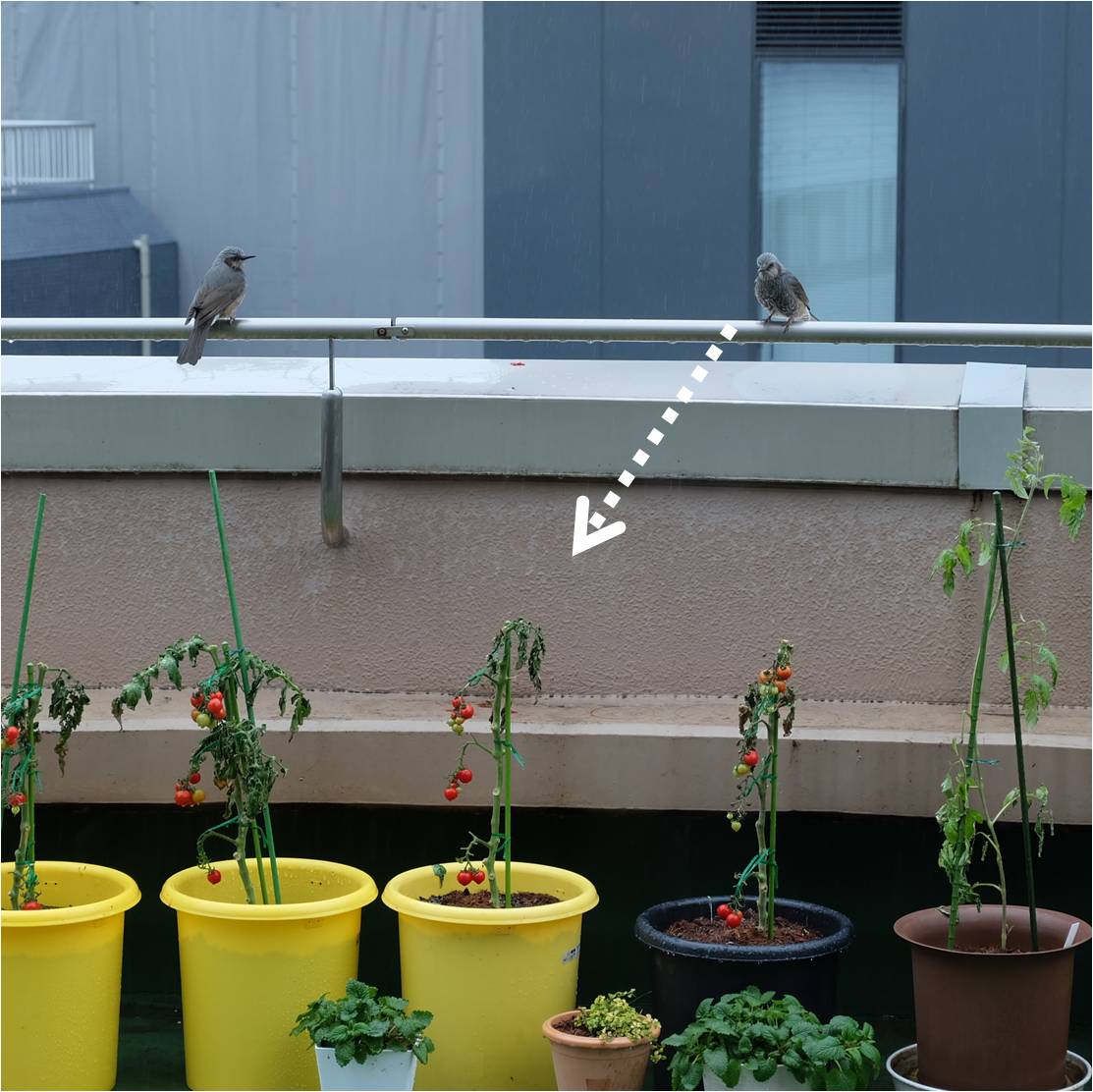 鳥がトマトを取りに来た プランター菜園をやってみよう 会社の屋上 で 収穫を目指す 会社員の熱き戦い