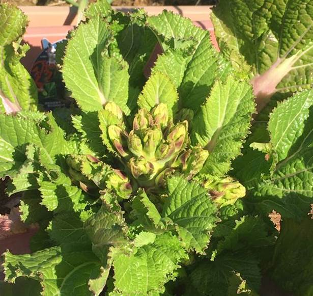 家庭菜園におすすめ 子宝菜ってどんな野菜 プランター菜園をやってみよう 会社の屋上 で 収穫を目指す 会社員の熱き戦い