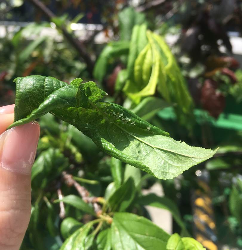 果樹 じゃがいも バラの害虫対策 プランター菜園をやってみよう 会社の屋上 で 収穫を目指す 会社員の熱き戦い