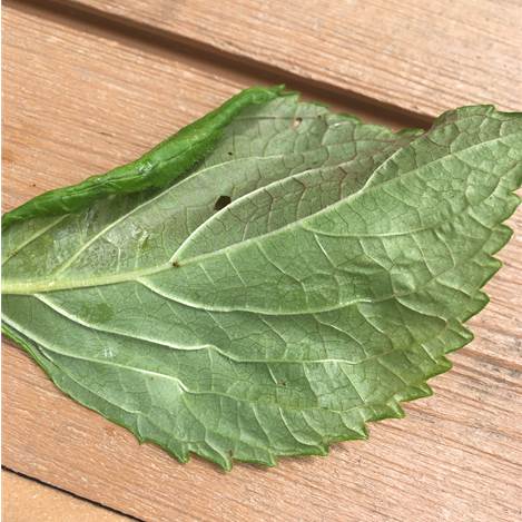 アブラムシが付きやすい発芽後 おすすめ予防法は プランター菜園をやってみよう 会社の屋上 で 収穫を目指す 会社員の熱き戦い