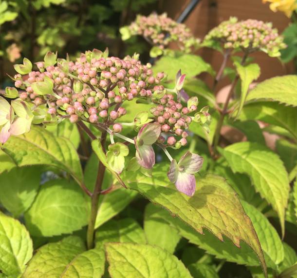 アブラムシが付きやすい発芽後 おすすめ予防法は プランター菜園をやってみよう 会社の屋上 で 収穫を目指す 会社員の熱き戦い