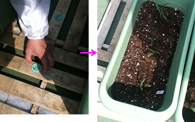 害虫対策をしよう プランター菜園をやってみよう 会社の屋上 で 収穫を目指す 会社員の熱き戦い