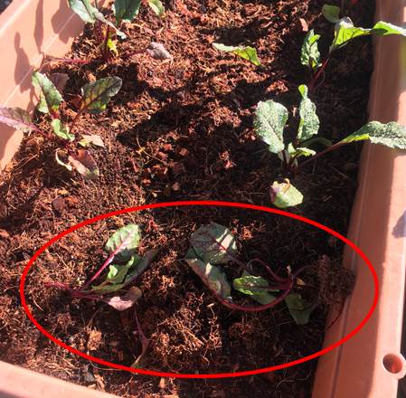 新小松菜の間引き プランター野菜の鳥害 プランター菜園をやってみよう 会社の屋上 で 収穫を目指す 会社員の熱き戦い