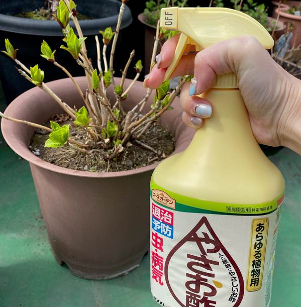 アジサイのアブラムシ対策とクリスマスローズの定植 プランター菜園をやってみよう 会社の屋上 で 収穫を目指す 会社員の熱き戦い アジサイのアブラムシ対策とクリスマスローズの定植 プランター菜園をやってみよう 会社の屋上 で 収穫を目指す 会社員の熱き戦い