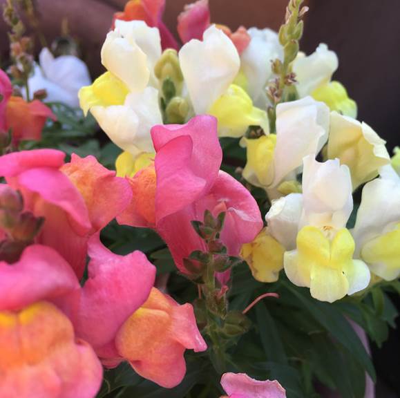 1月に顔を出した チューリップの芽 プランター菜園をやってみよう 会社の屋上 で 収穫を目指す 会社員の熱き戦い