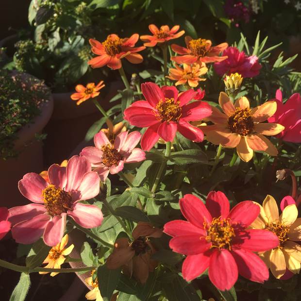 寒い季節に咲くおすすめの花 収穫できる果樹 プランター菜園をやってみよう 会社の屋上 で 収穫を目指す 会社員の熱き戦い 寒い季節に咲くおすすめの花 収穫できる果樹 プランター菜園をやってみよう 会社の屋上 で 収穫を目指す 会社員の熱き戦い