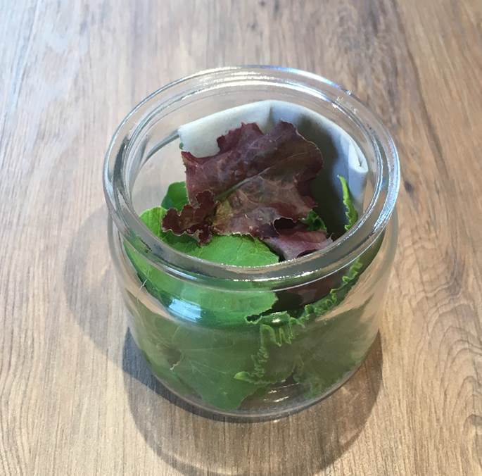 ピーマンの葉を食べる虫の正体は プランター菜園をやってみよう 会社の屋上 で 収穫を目指す 会社員の熱き戦い