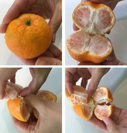 温州みかんの収穫 おいしい柑橘類の見分け方 プランター菜園をやってみよう 会社の屋上 で 収穫を目指す 会社員の熱き戦い