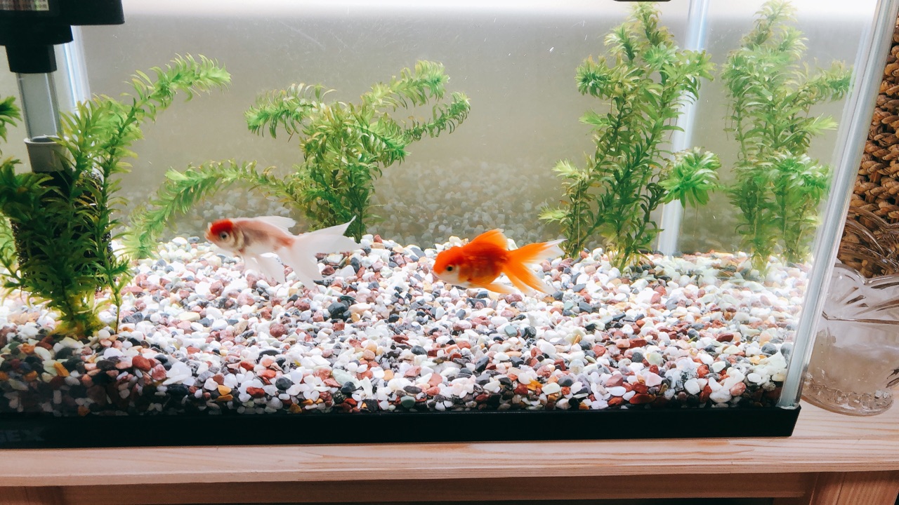 金魚を飼い始めました のんびり楽しく貯金 Powered By ライブドアブログ 金魚を飼い始めました のんびり楽しく貯金 Powered By ライブドアブログ