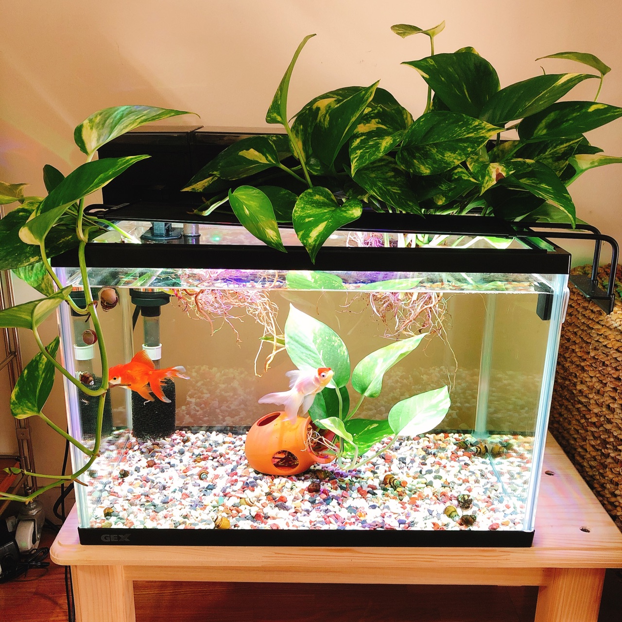 金魚水槽 アップデートしました のんびり楽しく貯金 Powered By ライブドアブログ