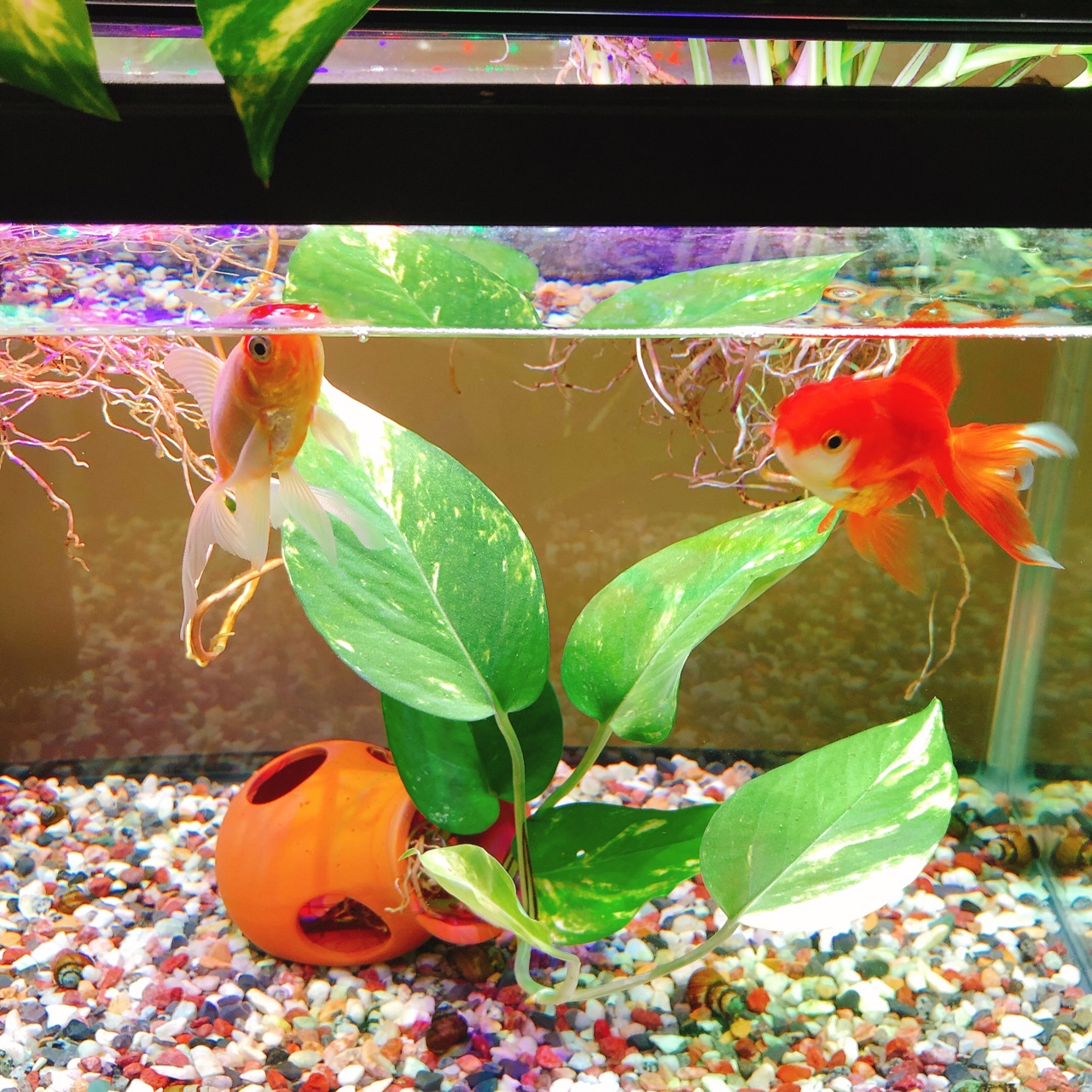 金魚水槽 アップデートしました のんびり楽しく貯金 Powered By ライブドアブログ
