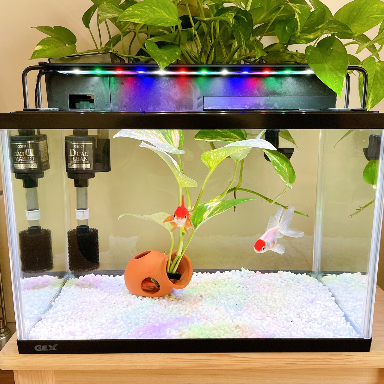 金魚水槽の底砂を変えたよ のんびり楽しく貯金 Powered By ライブドアブログ 金魚水槽の底砂を変えたよ のんびり楽しく貯金 Powered By ライブドアブログ