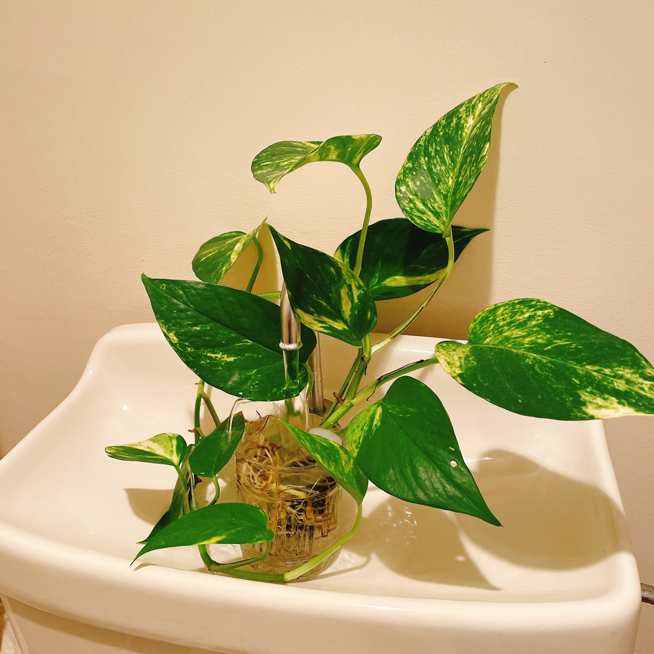トイレの観葉植物は 今 のんびり楽しく貯金 Powered By ライブドアブログ