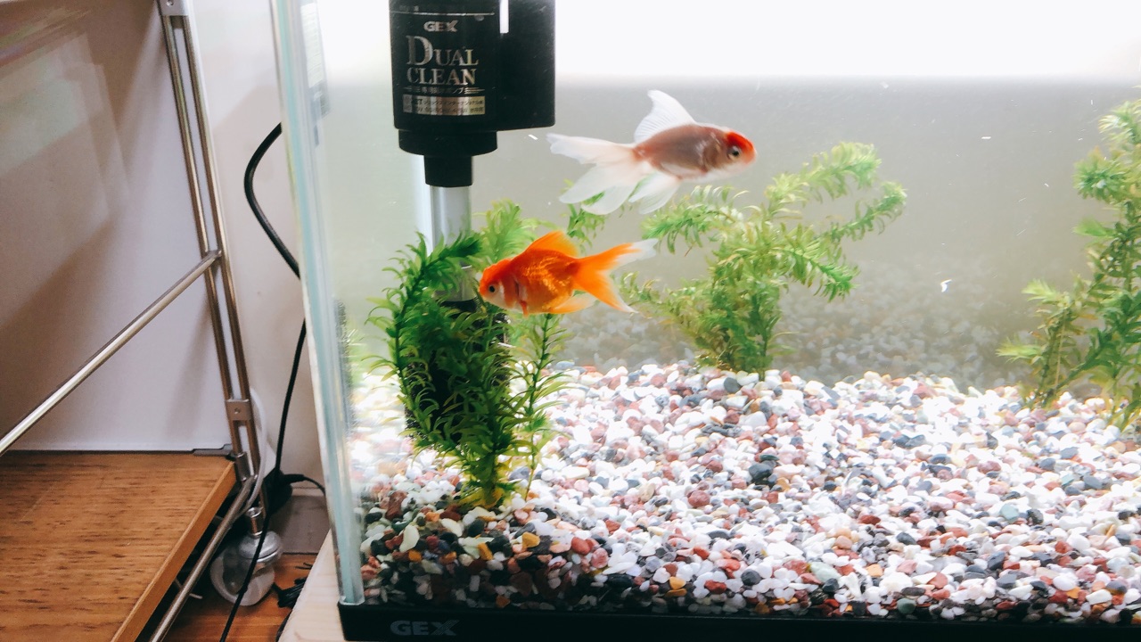 金魚を飼い始めました のんびり楽しく貯金 Powered By ライブドアブログ 金魚を飼い始めました のんびり楽しく貯金 Powered By ライブドアブログ
