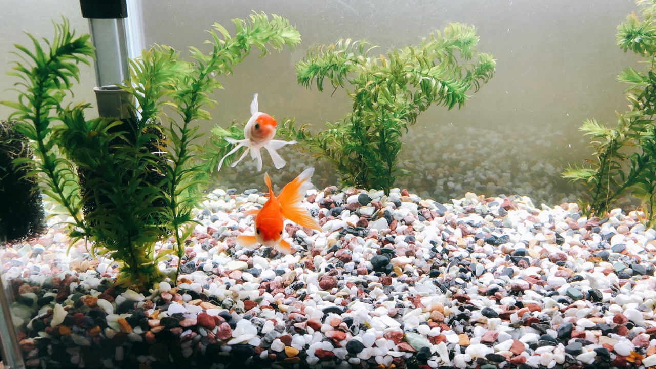 金魚を飼い始めました のんびり楽しく貯金 Powered By ライブドアブログ 金魚を飼い始めました のんびり楽しく貯金 Powered By ライブドアブログ