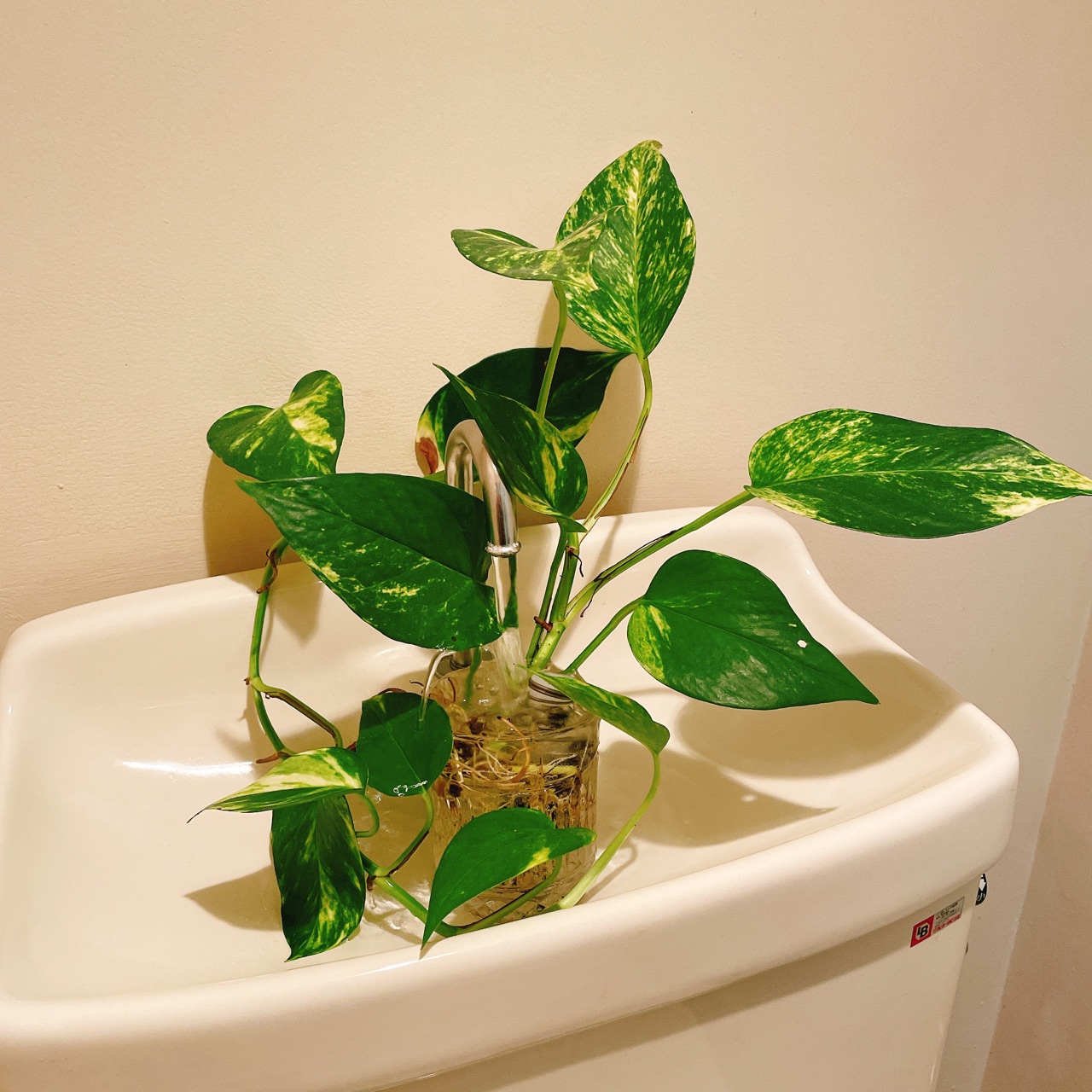 トイレの観葉植物は 今 のんびり楽しく貯金 Powered By ライブドアブログ