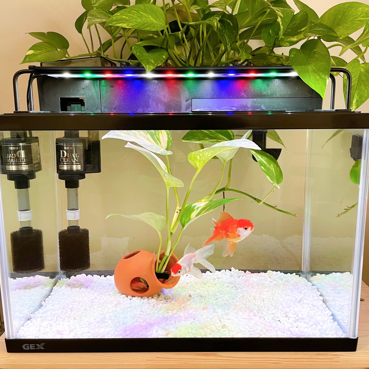 金魚水槽の底砂を変えたよ のんびり楽しく貯金 Powered By ライブドアブログ