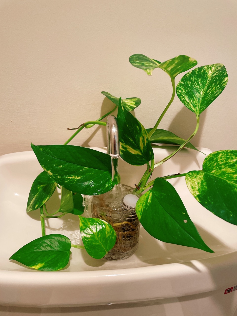 トイレでも観葉植物を育ててみる のんびり楽しく貯金 Powered By ライブドアブログ