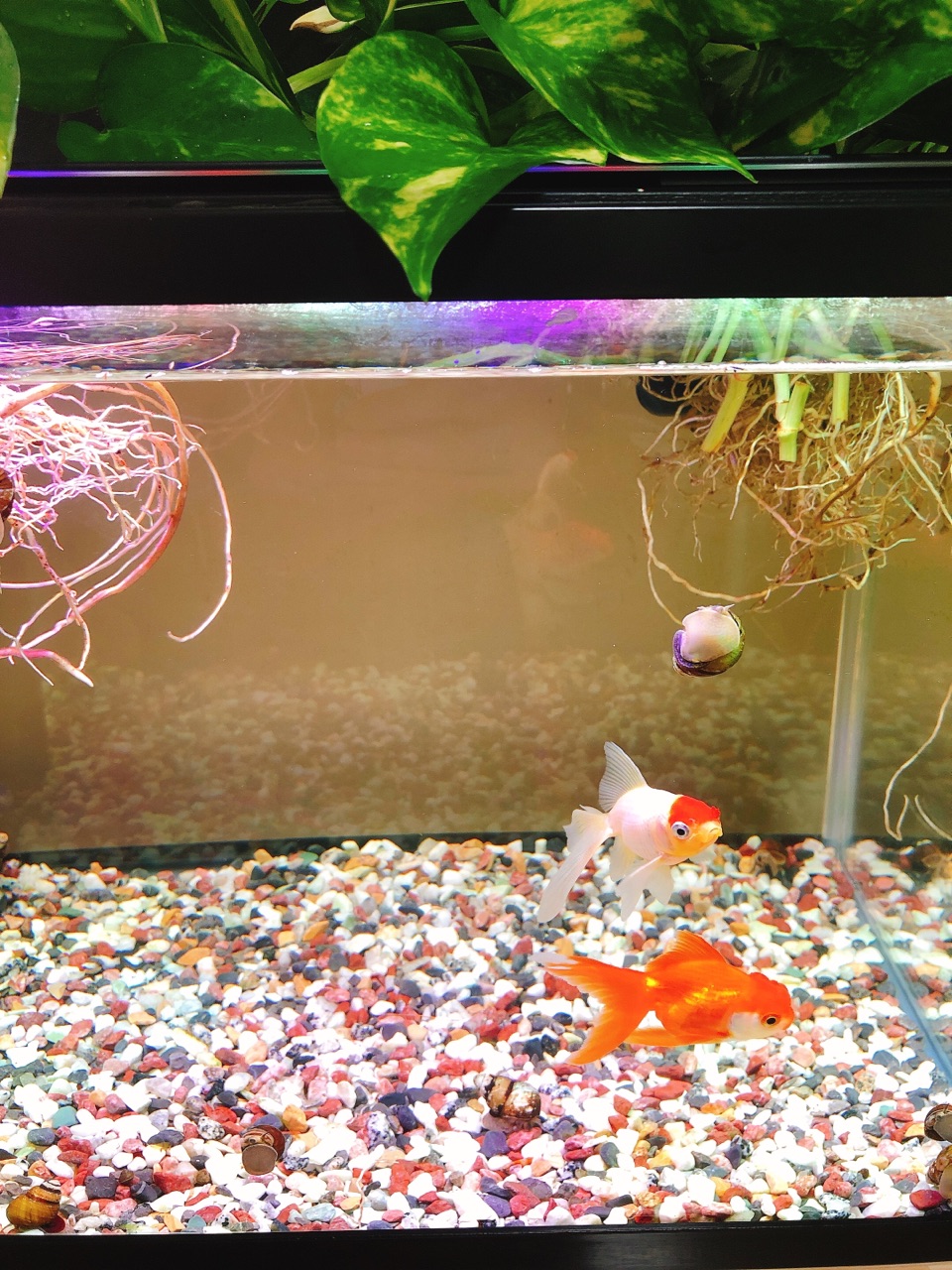 金魚水槽が めっちゃ幻想的になったよ のんびり楽しく貯金 Powered By ライブドアブログ 金魚水槽が めっちゃ幻想的になったよ のんびり楽しく貯金 Powered By ライブドアブログ