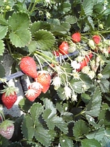 ec758ab6.jpg