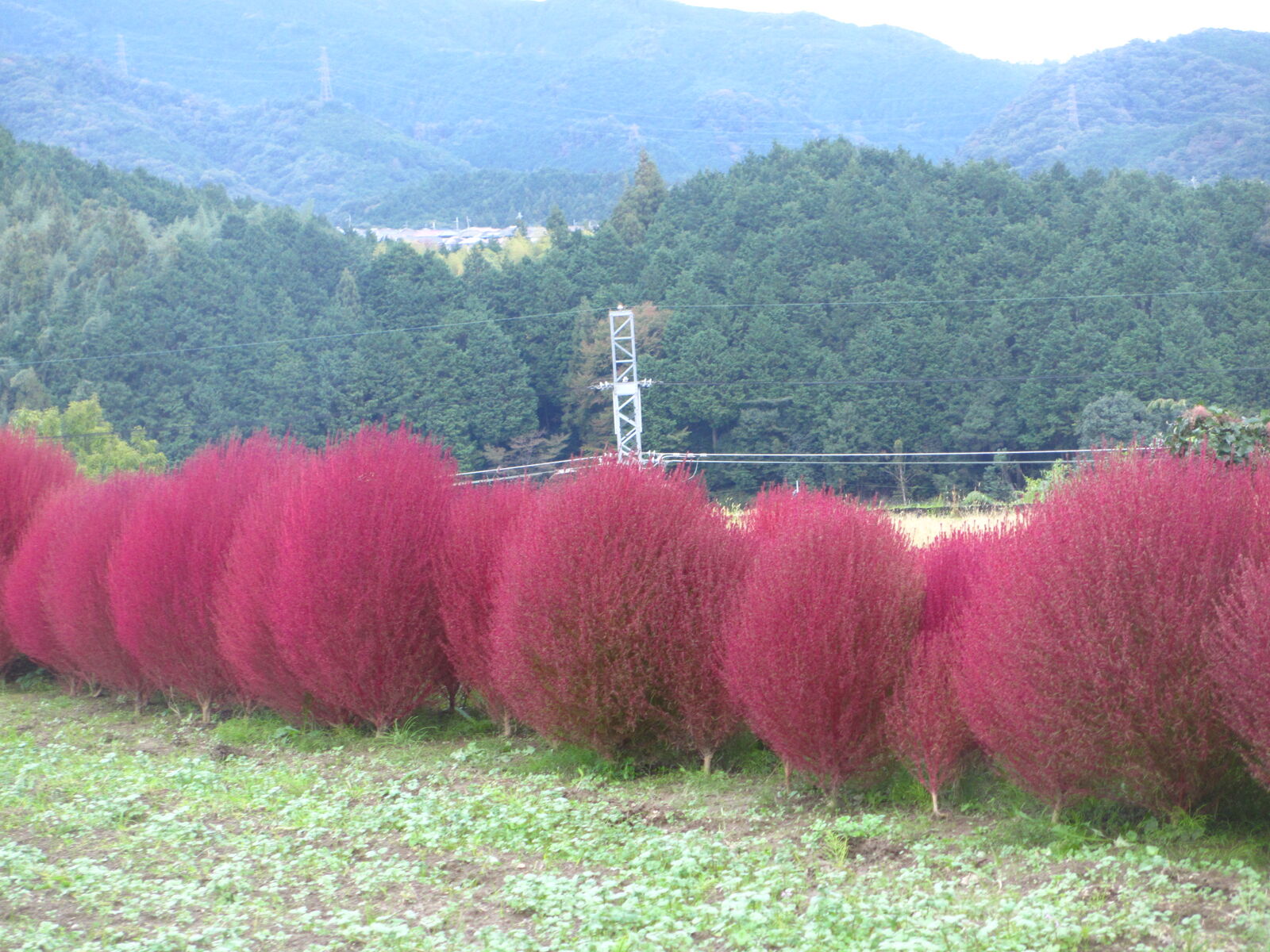 コキア 箒草 でホウキ作成 ぼちぼち