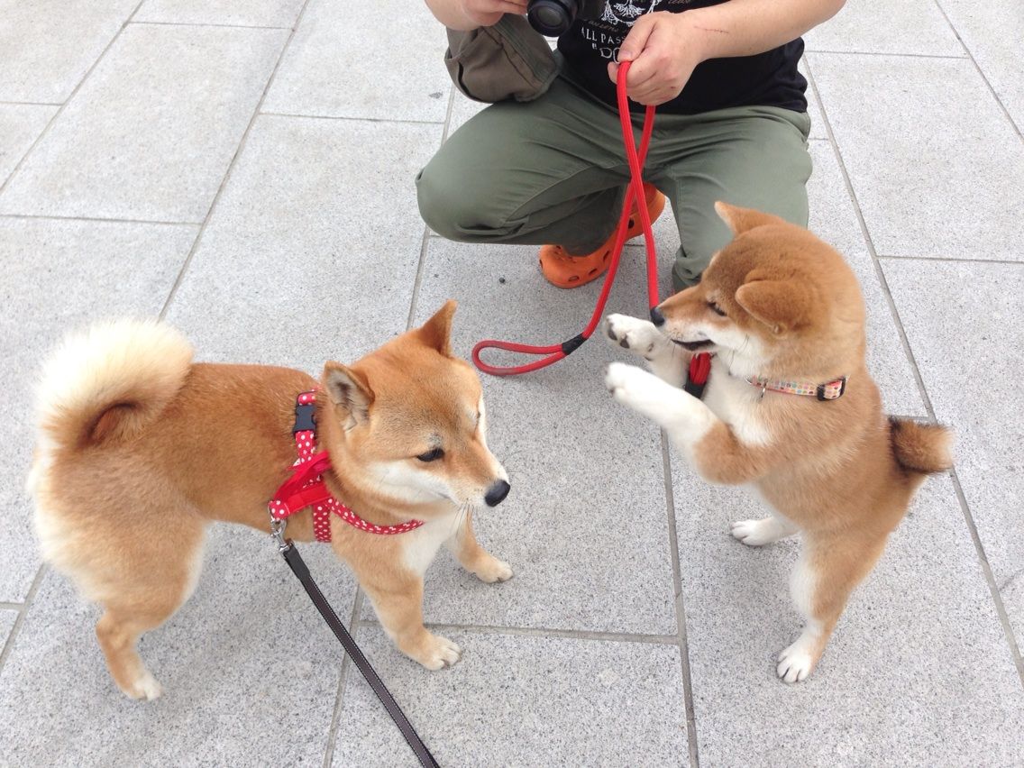 京都一周トレイル 柴犬の山あるき 京都一周トレイル 柴犬の山あるき