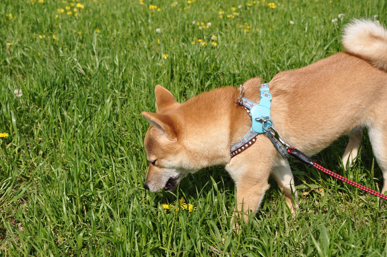 蒲公英 たんぽぽ 柴犬の山あるき 蒲公英 たんぽぽ 柴犬の山あるき