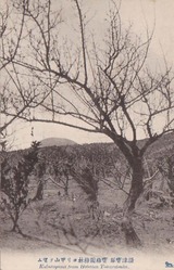 宝梅梅林より甲山