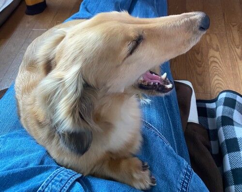 今日の愛犬 テレワーク中 単身赴任おじさん日記