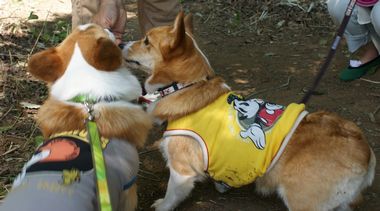 ++嗚呼、短足動物園++