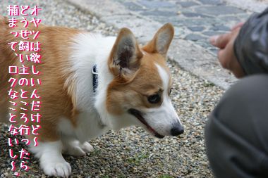 ++嗚呼、短足動物園++