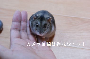 ++嗚呼、短足動物園++