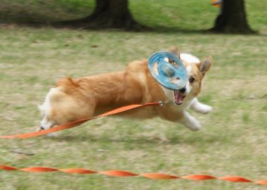 ++嗚呼、短足動物園++