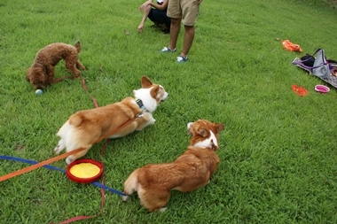 ++嗚呼、短足動物園++