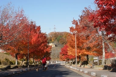 ++嗚呼、短足動物園++