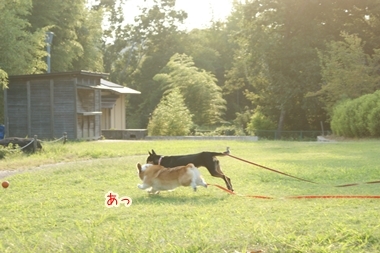 ++嗚呼、短足動物園++