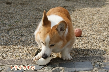 ++嗚呼、短足動物園++